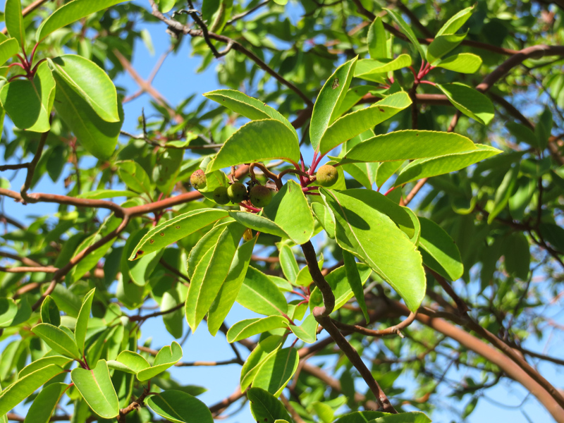 Изображение особи Arbutus andrachne.