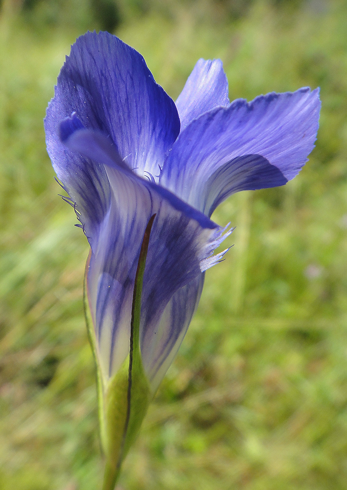 Изображение особи Gentianopsis barbata.