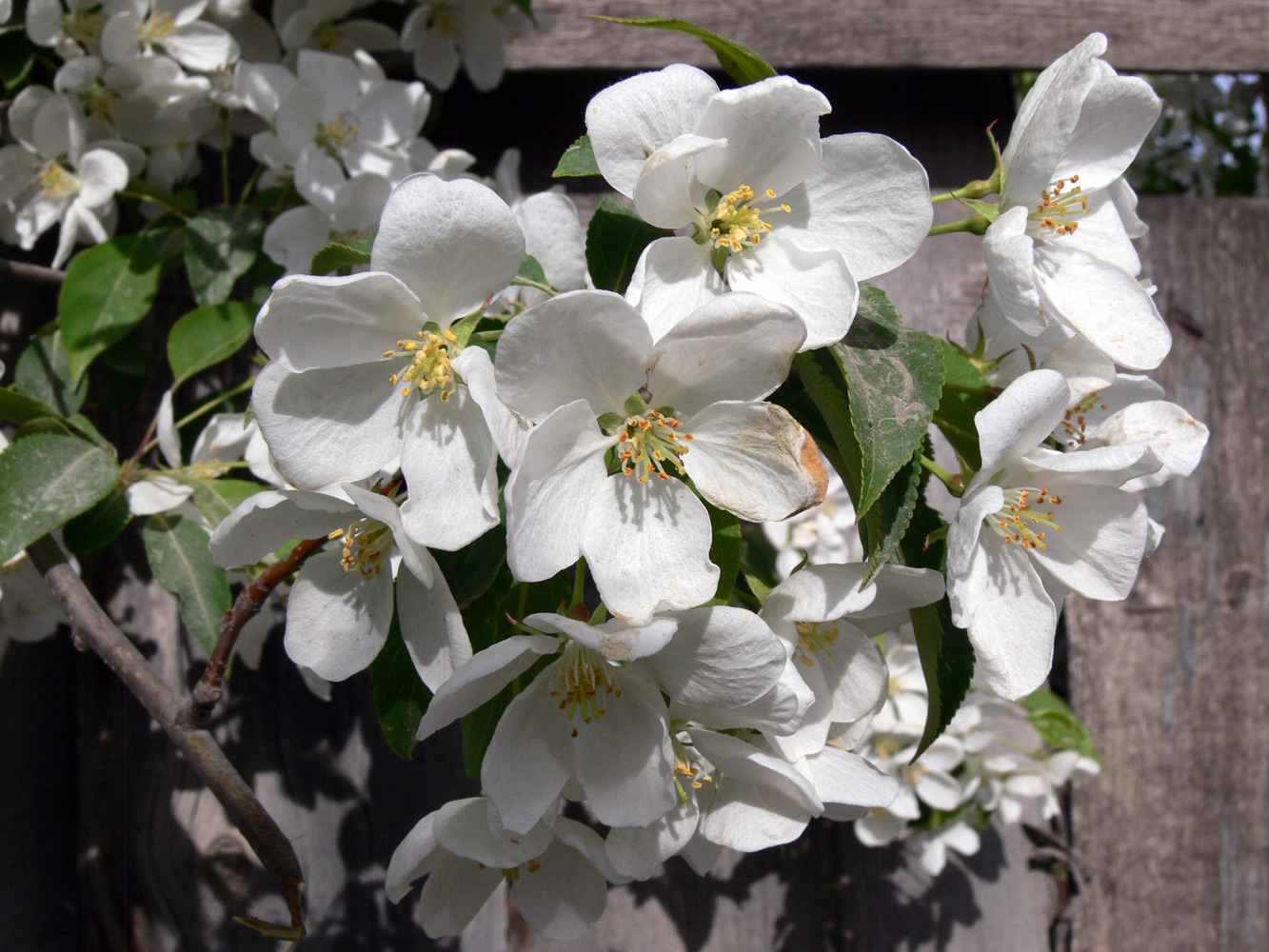 Изображение особи Malus baccata.