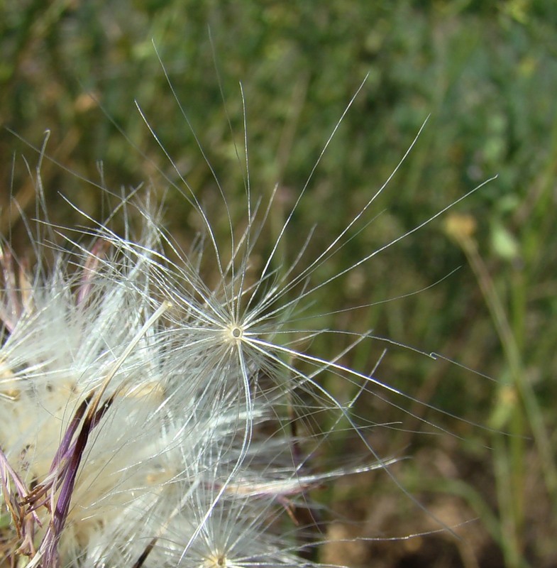 Image of genus Carduus specimen.