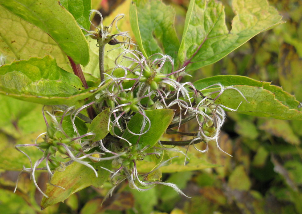 Image of Clematis heracleifolia specimen.