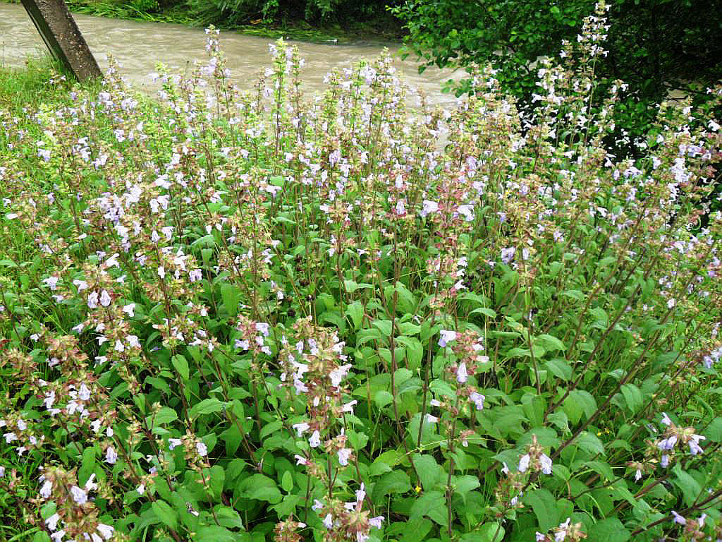 Изображение особи Salvia tomentosa.