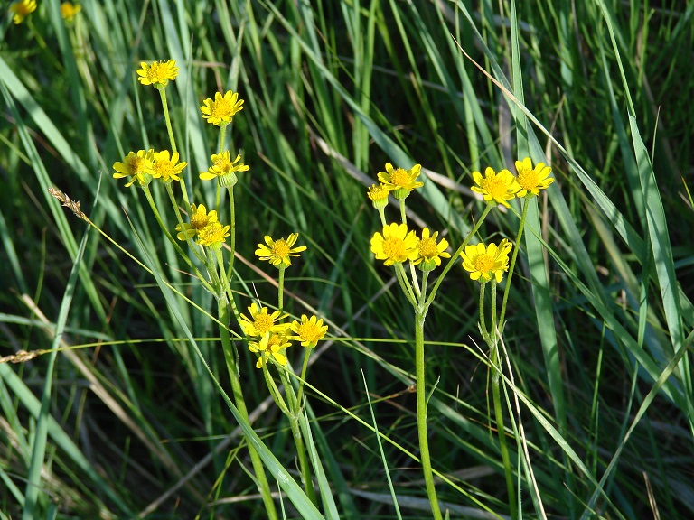 Изображение особи Tephroseris integrifolia.