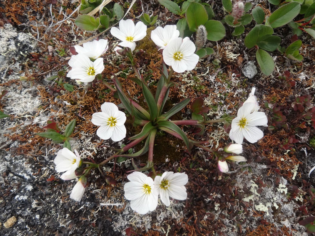 Изображение особи Claytonia acutifolia.