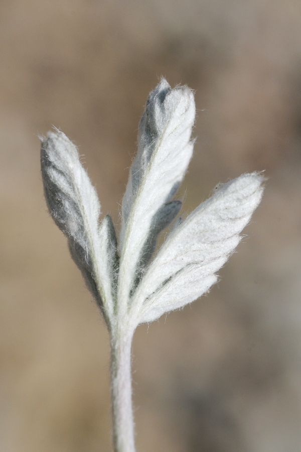 Image of Potentilla nivea specimen.