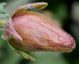 Hibiscus esculentus. Бутон. Германия, г. Дюссельдорф, Ботанический сад университета. 14.08.2013.