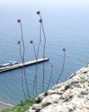 Jurinea roegneri. Верхушка расцветающего растения. Крым, Судак, Генуэзская крепость, южный склон. 02.05.2008.