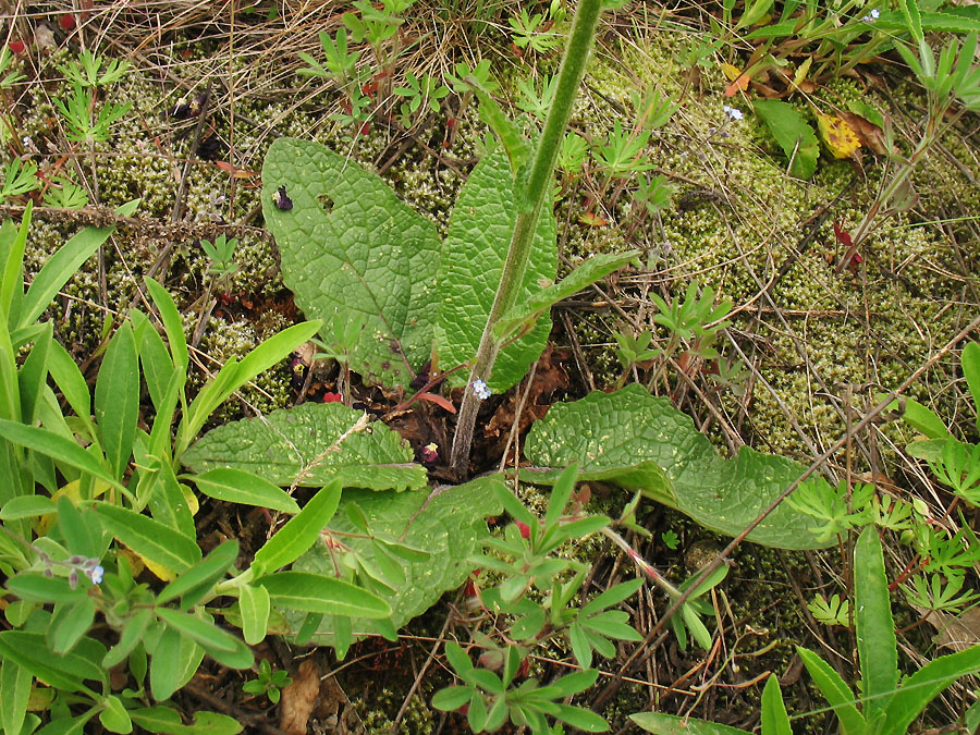 Image of Verbascum phoeniceum specimen.