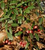 genus Cotoneaster. Часть веточки плодоносящего растения. Германия, г. Хаген. Декабрь 2013 г.