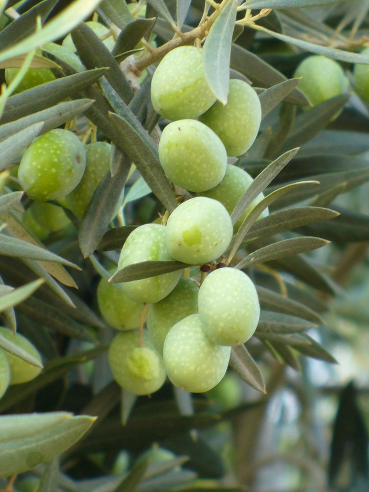 Image of Olea europaea specimen.