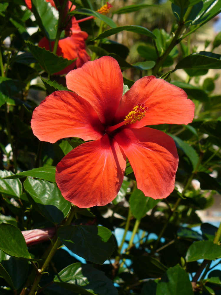 Image of Hibiscus rosa-sinensis specimen.