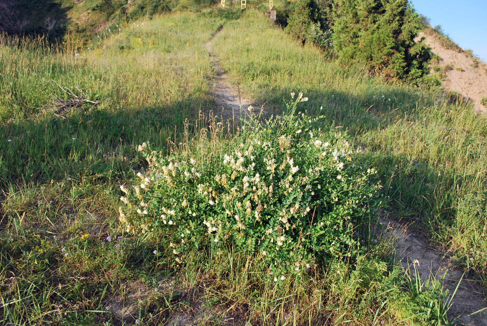 Изображение особи Hedysarum flavescens.