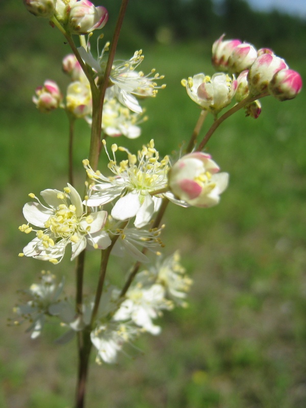 Image of Filipendula vulgaris specimen.
