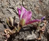 Bauhinia variegata. Цветок, развившийся из спящей почки, проснувшейся на стволе после обрезки кроны. Израиль, г. Кирьят-Оно, озеленение. 25.03.2014.