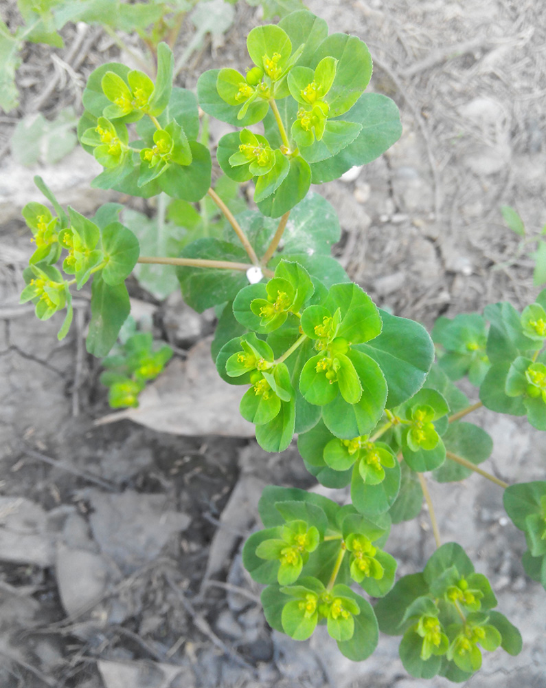 Изображение особи Euphorbia helioscopia.