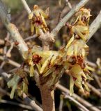 Chimonanthus praecox. Часть веточки с соцветиями. Германия, г. Дюссельдорф, Ботанический сад университета. 13.03.2014.