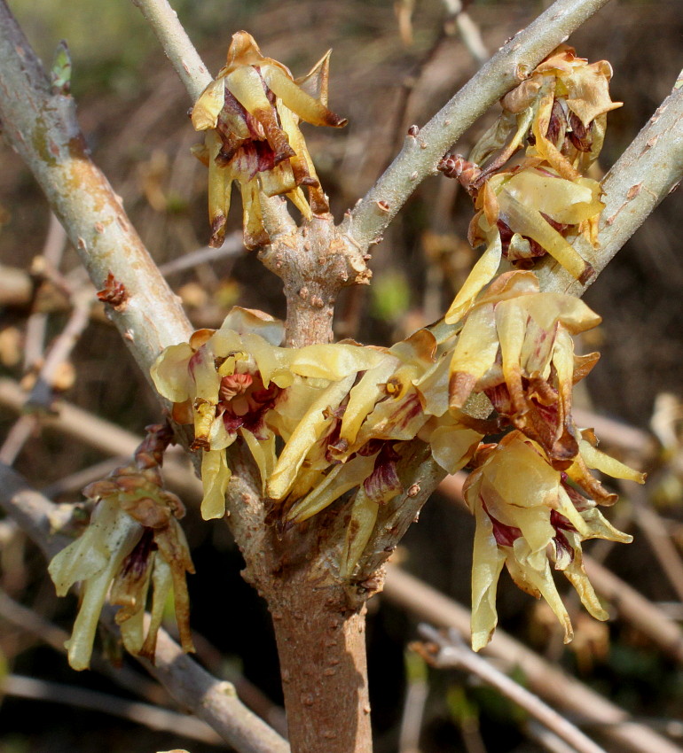 Изображение особи Chimonanthus praecox.