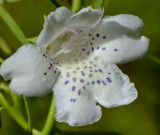 Eremophila polyclada