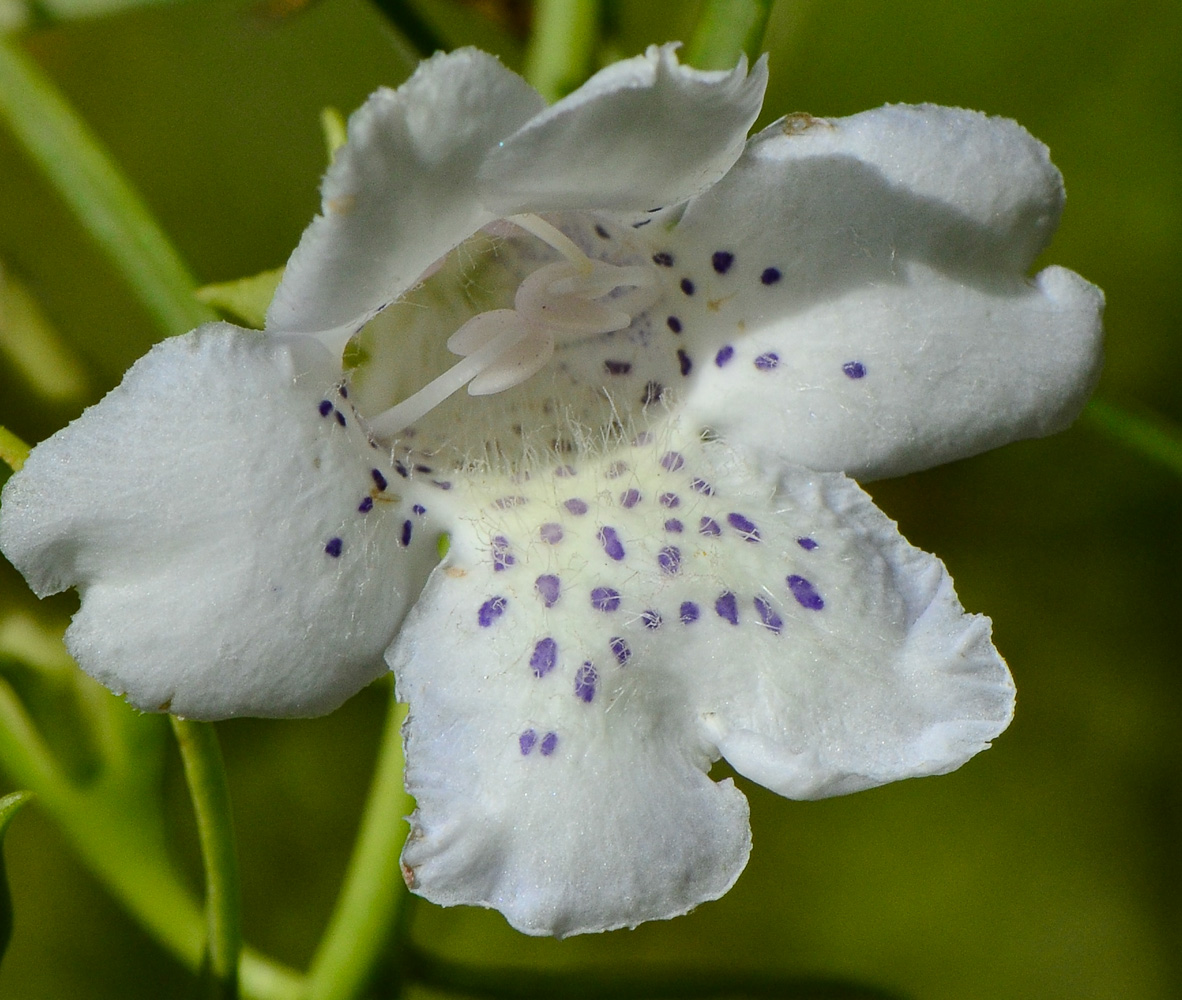 Image of Eremophila polyclada specimen.
