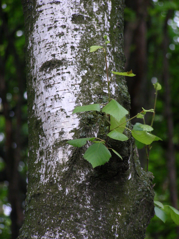 Изображение особи род Betula.