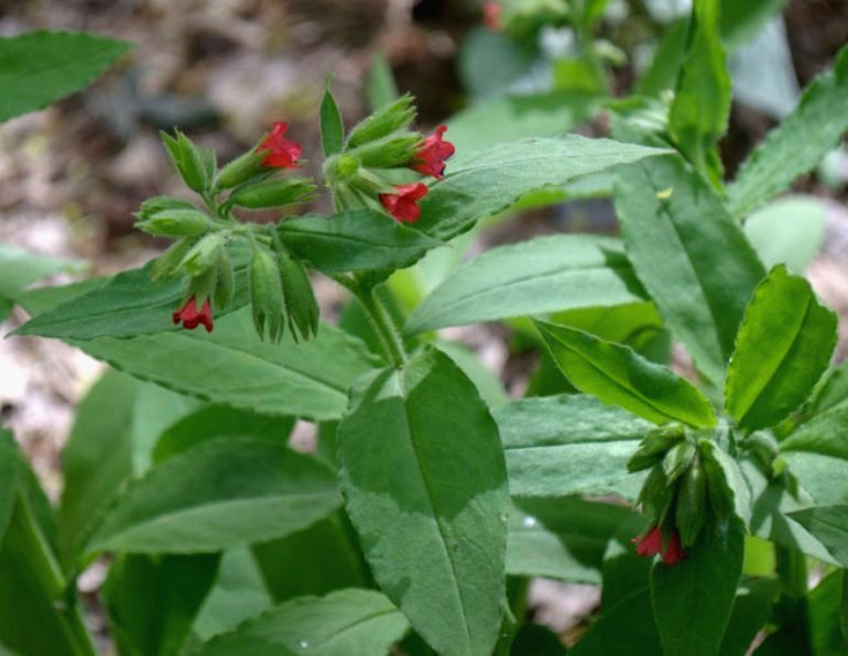 Изображение особи Pulmonaria rubra.