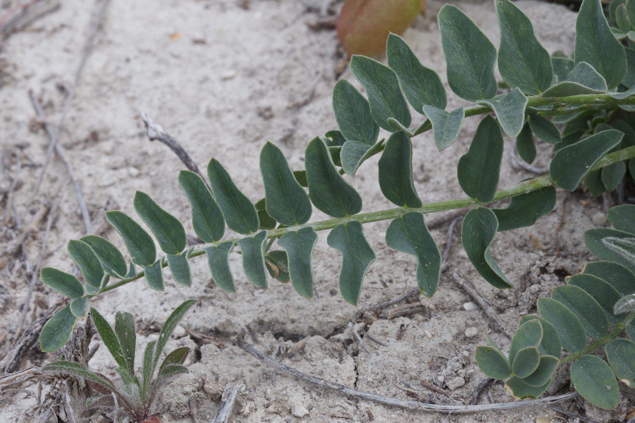 Image of Astragalus physodes specimen.
