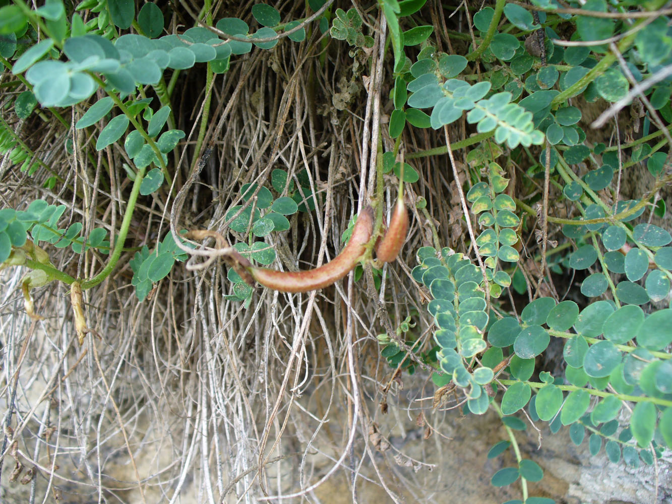 Изображение особи Astragalus demetrii.