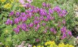 Astragalus circassicus. Цветущее растение. Черноморское побережье Кавказа, Новороссийский р-н, Маркотхский хребет, юго-восточный склон г. Лысая-Новороссийская, горная степь. 21 мая 2014 г.