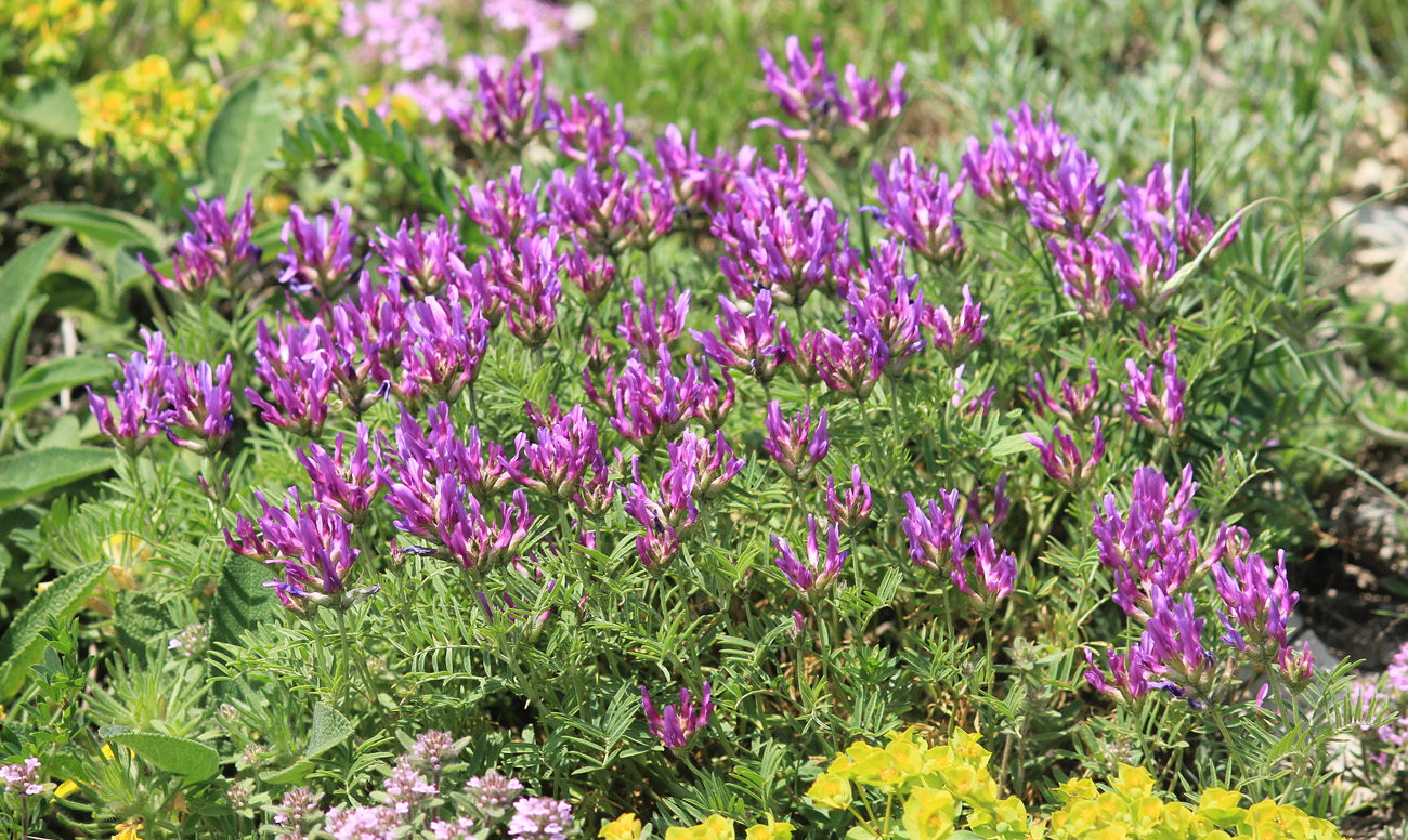 Image of Astragalus circassicus specimen.