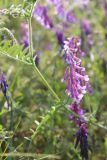 Vicia villosa