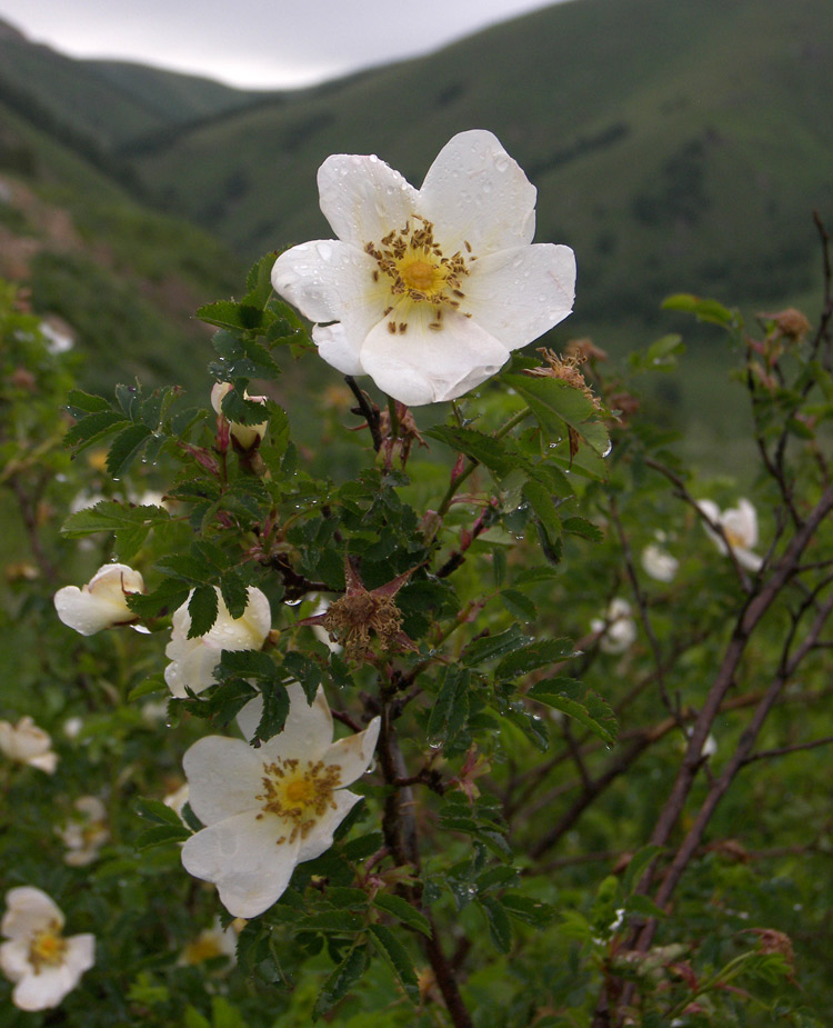 Изображение особи Rosa spinosissima.