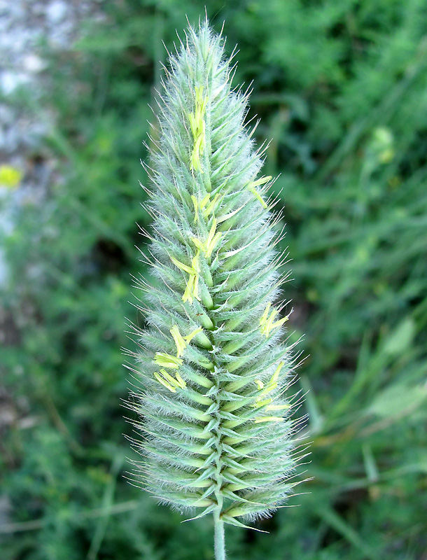 Изображение особи Agropyron pinifolium.