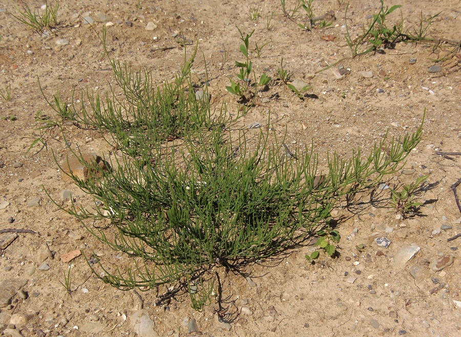 Image of Equisetum arvense specimen.