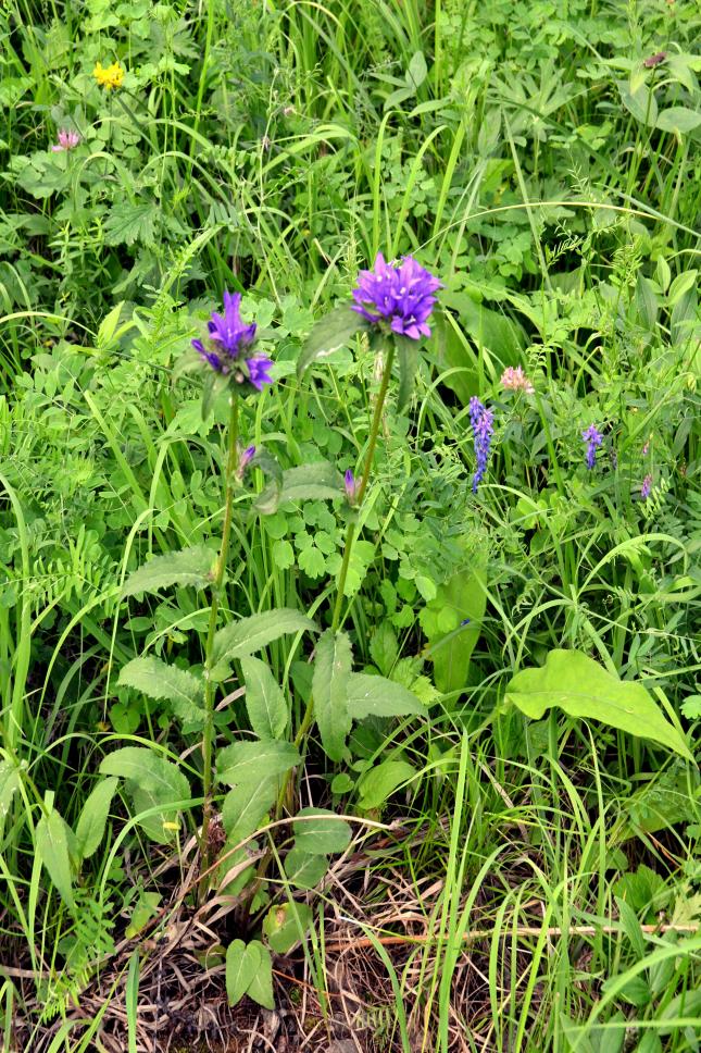 Image of Campanula glomerata specimen.