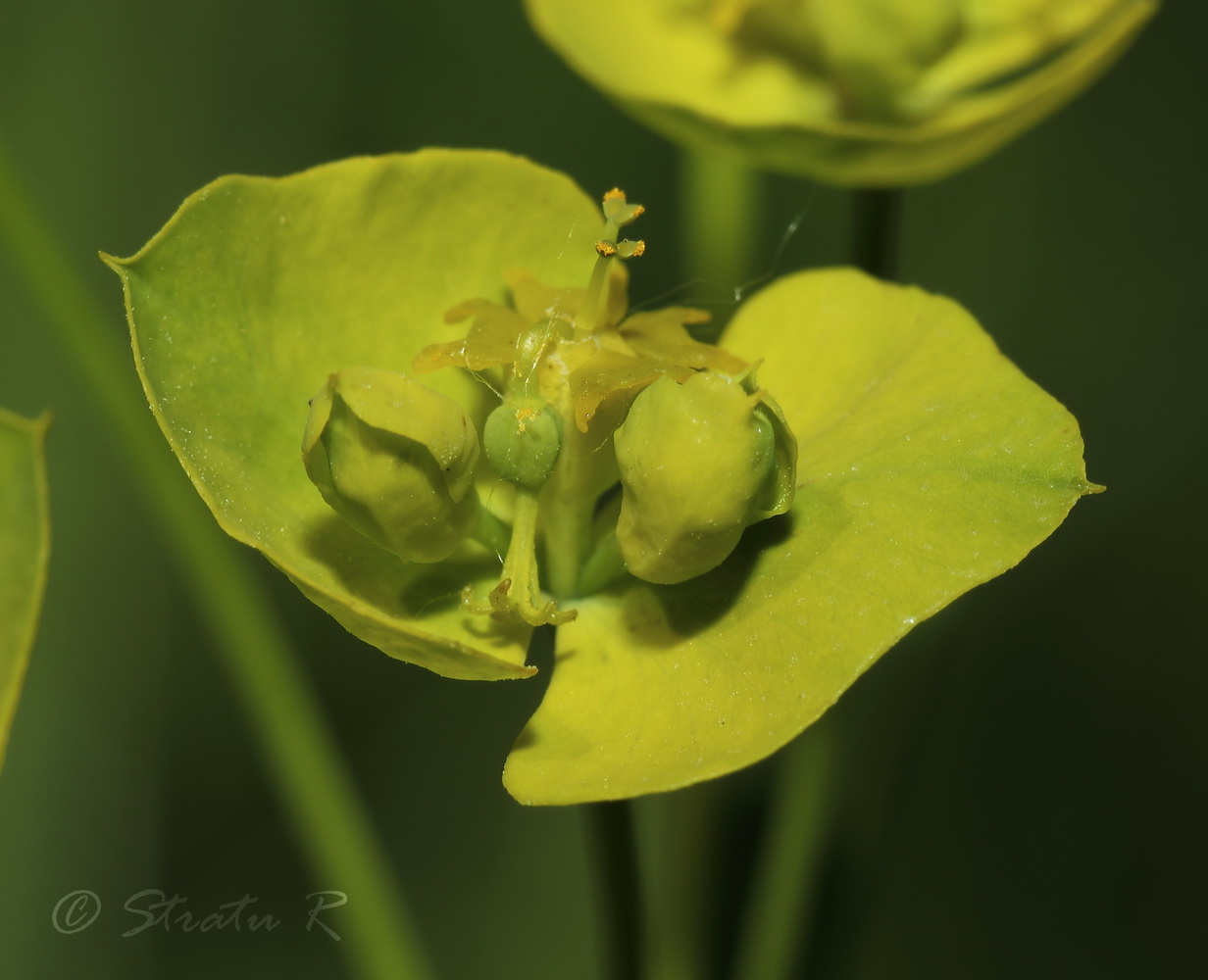 Изображение особи Euphorbia esula.