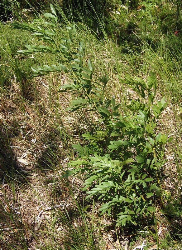 Image of Glycyrrhiza glandulifera specimen.