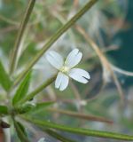 Epilobium pseudorubescens