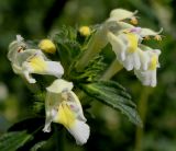 Galeopsis segetum. Цветки. Германия, г. Дюссельдорф, Ботанический сад университета. 03.07.2014.