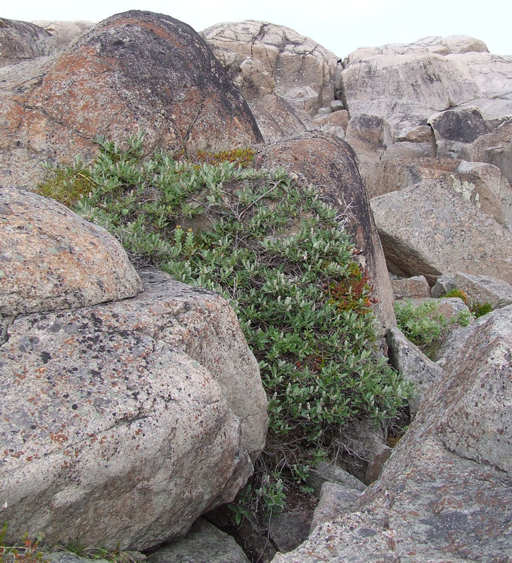 Изображение особи Salix glauca.