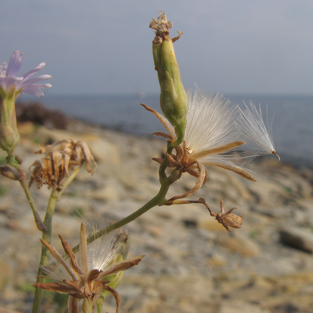 Image of Lactuca tatarica specimen.