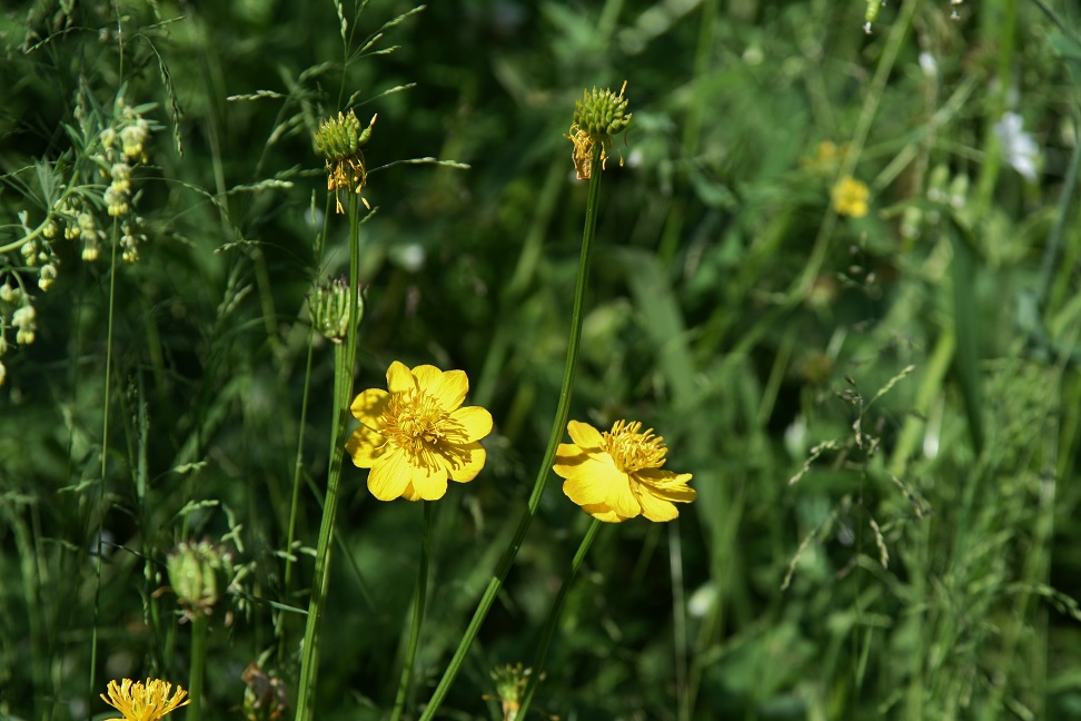 Image of Trollius dschungaricus specimen.