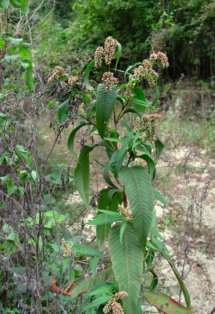 Изображение особи Persicaria lapathifolia.