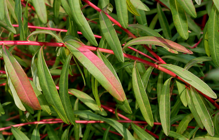 Image of Euphorbia palustris specimen.