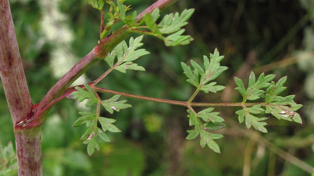 Image of Xanthoselinum alsaticum specimen.