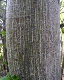 Acer tegmentosum