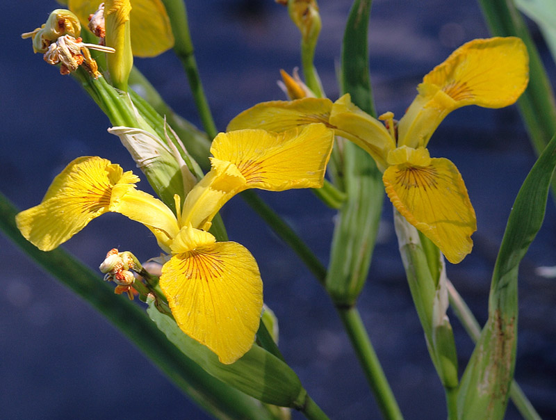 Image of Iris pseudacorus specimen.