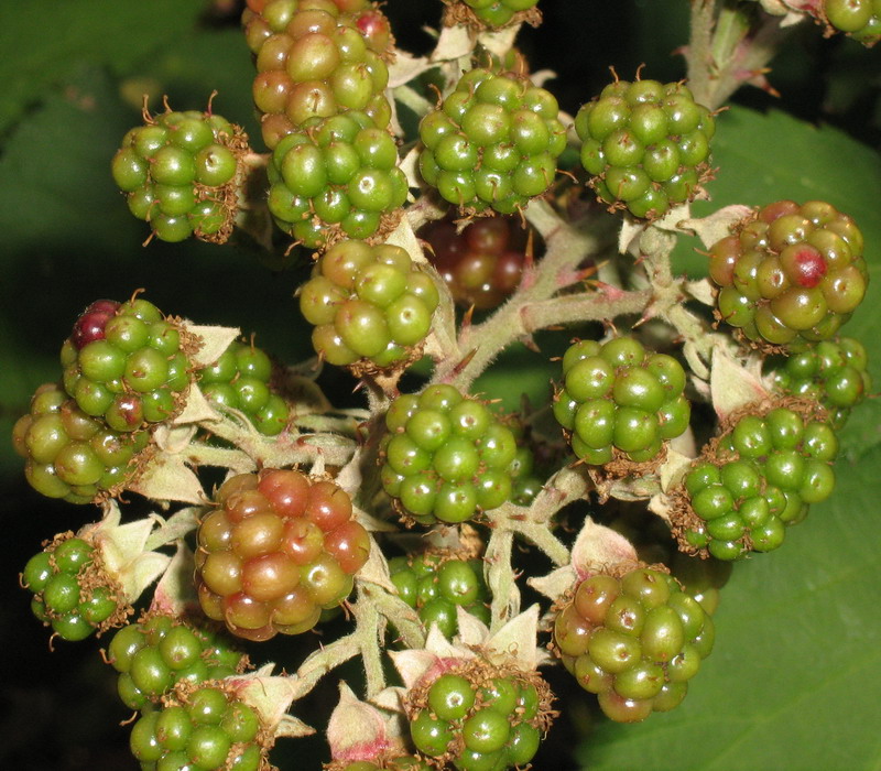 Image of genus Rubus specimen.