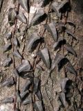 Hedera pastuchovii