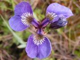 Iris setosa