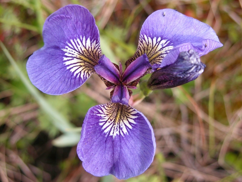 Image of Iris setosa specimen.